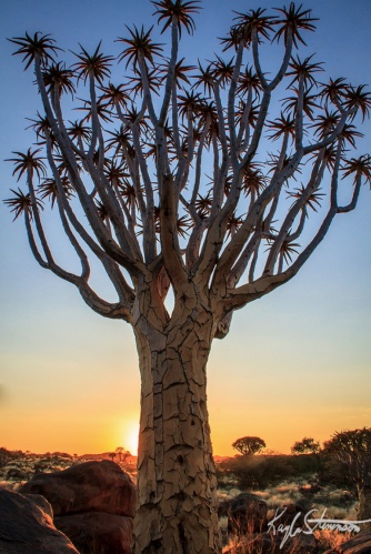 Aloe Dichotoma, Namibya