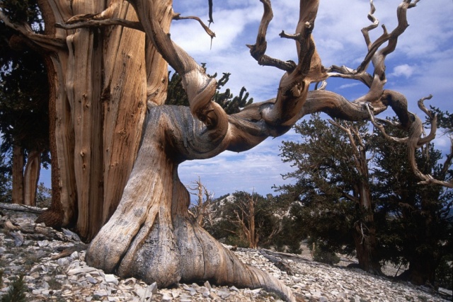 Bristlecone Pine- Dünya'nın En Yaşlı Ağacı