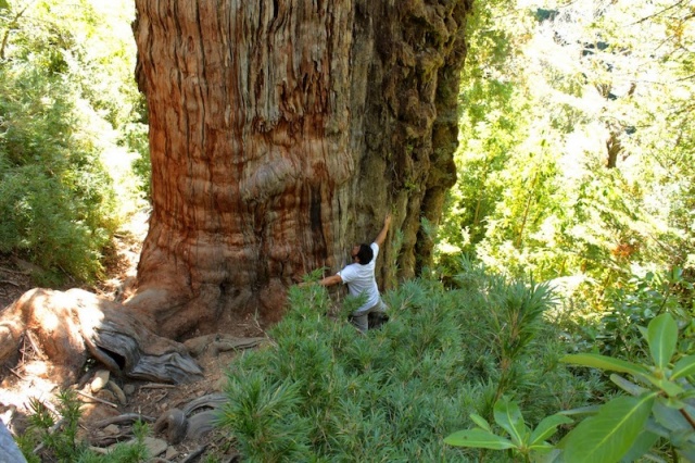 El Gran Abuelo – Şili
Gran Abuelo veya Alerce Milenario ağacının 3.622 yaşında olduğu düşünülüyor.

Güney Amerika’nın en eski yaşayan ağacı, Charles Darwin’in gemisinin kaptanı Robert FitzRoy’a onuruna, Fitzroya cupressoides olarak adlandırıldı.

YAŞ: 3622