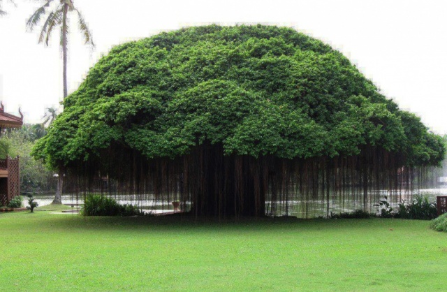 Ficus Ağacı, Filipinler