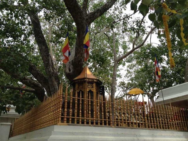 Jaya Sri Maha Bodhi (Kutsal Hintinciri) – Sri Lanka
Buda’nın aydınlanmaya eriştiği ağaç olarak bilinen Jaya Sri Maha Bodhi, bir insan tarafından dikildiği bilinen dünyanın en eski yaşayan ağacı. Ağacın dikim tarihi, tam olarak MÖ 288 yılı.

YAŞ: 2305