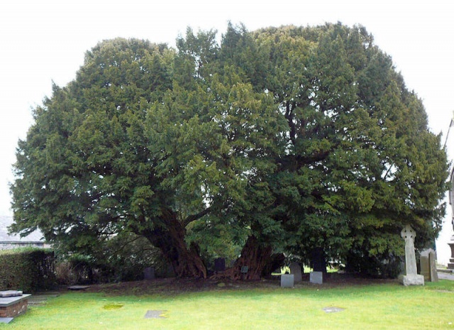 Llangernyw porsuk ağacı – Britanya
Llangernyw porsuk ağacı, Llangernyw köyündeki Saint Digain Kilisesi’nin bahçesinde yaşayan eski erkek porsuk ağaçlarından biri.

Parçalanmış ve çekirdeği kaybolmuş olan ağaç, bir sürü muazzam filiz barındırıyor. Ağaç, zemin seviyesinden 10.75 metre yüksekliğinde.

Porsuk ağaçlarının yaş tespiti çok zor olsa da, 2002 yılında yapılan bir araştırmaya göre 4.000 ila 5.000 yaşında olduğu düşünülüyor.

YAŞ: 4.000 – 5.000