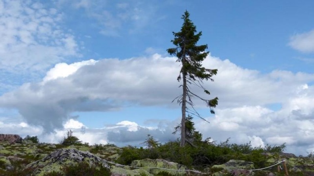 Old Tjikko – İsveç
En az 9.558 yaşında olduğu tahmin edilen Old Tjikko, klonal bir ağaçtır; bu, bin yıllar boyunca yeni dallar, gövdeler ve kökleri yenilediği anlamına gelir.

Old Tjikko, üçüncü en eski klonal ağaçtır ve dünyadaki en eski Avrupa Ladini’dir. Fulufjället dağlarının diğer yerlerinde, 8000’den daha yaşlı olduğu düşünülen 20 farklı bitki bulunmuştur.

YAŞ: 9.558