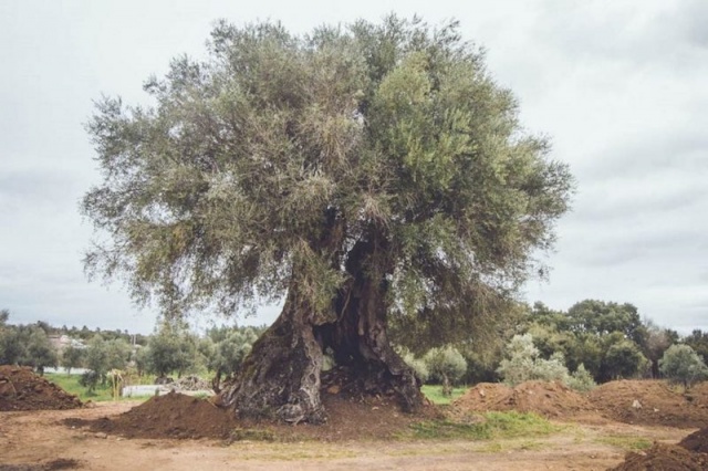 Oliveira do Mouchão – Portekiz
Oliveira do Mouchão ağacı, Portekiz’deki bir zeytin ağacıdır ve aynı zamanda Avrupa’nın en yaşlı ağaçlarından biridir.

Yaşı tam olarak tespit edilmeden önce yol yapımı için yok edilme tehlikesi altındaydı.

Yunanistan’ın Girit adasındaki Vouves Zeytin ağacı ile birlikte dünyanın en yaşlı zeytin ağaçlarından biridir ve binlerce yıllık geçmişine rağmen bugün hala zeytin üretir.

YAŞ: 3350