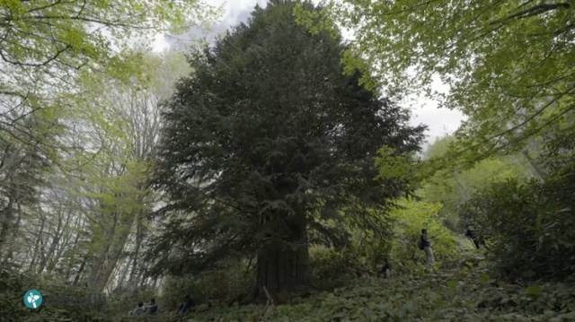 Porsuk ağacı – Zonguldak, Türkiye
Zonguldak’ta 2016 yılında keşfedilen ağaç, tam 4115 yaşında çıktı ve dünyanın bilinen en yaşlı Porsuk ağacı oldu.

Bronz Çağ’a tarihlenen Porsuk ağacının (Taxus baccata), Anadolu’nun bilinen en yaşlı ağacı olduğu ortaya çıktı. Ağaç aynı zamanda dünyanın en yaşlı ağaçları arasına girdi.
Yaş: 4112