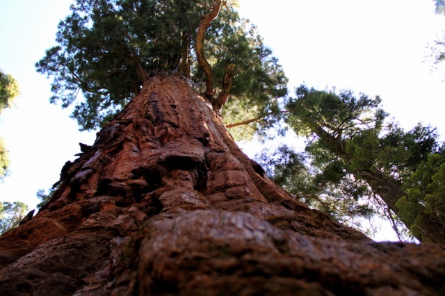 President (Başkan) – California, ABD
Dev bir sekoya olan “Başkan”, gövde hacminin ölçüsüne göre dünyanın üçüncü büyük ağacıdır ve dünyadaki beşinci en eski klonal olmayan ağaçtır. 2012 yılı itibariyle gövde hacmi 1.300 metreküp olarak ölçüldü.

YAŞ: 3200