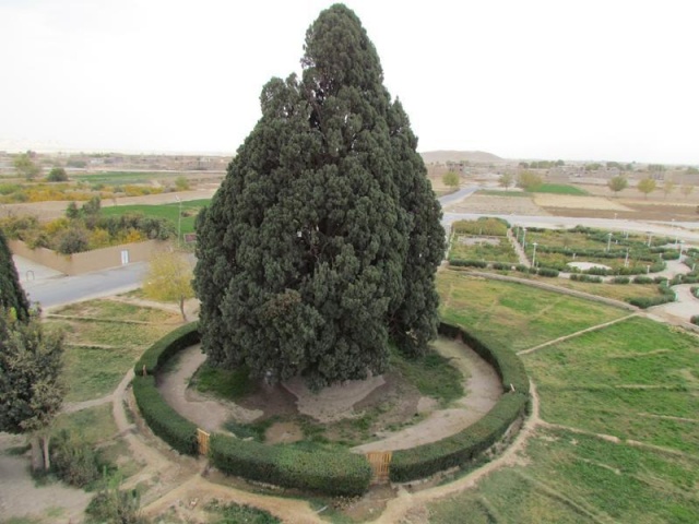 Sarv-e Abarkuh – İran
İran’ın Yezd şehrinde, Sarv-e Abarqu ya da Zoroastrian Sarv adı verilen bir selvi ağacı.

Ağacın en az 4000 yaşında olduğu tahmin ediliyor ve İran’ın kültürel bir anıtı olarak kabul ediliyor. Ağaç, aynı zamanda 25 metrelik yüksekliği ve 18 metrelik çapı ile önemli bir turistik merkez.

YAŞ: 4.000