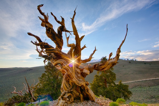 Methuselah – California, ABD
California’daki White Mountains, dünyada yaşayan en yaşlı ağaçlara ev sahipliği yapıyor. Methuselah, 4845 yaşındadır ve bu bölgede bilinen en yaşlı ikinci ağaçtır.

Pinus Longaeva türü olan Methuselah, daha önce dünyanın yaşayan en yaşlı klonal olmayan organizması olarak düşünülüyordu. Ta ki 2002 yılında başka bir ağaç onun yerini alıncaya dek.

YAŞ: 4845