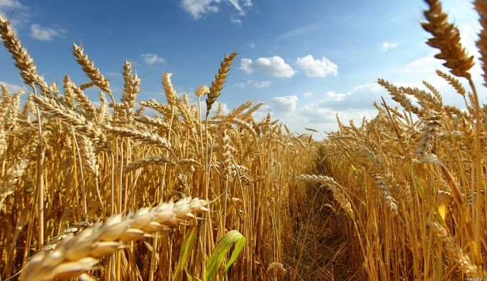 15 yılda 52 milyon 250 bin ton buğday ithal edildi