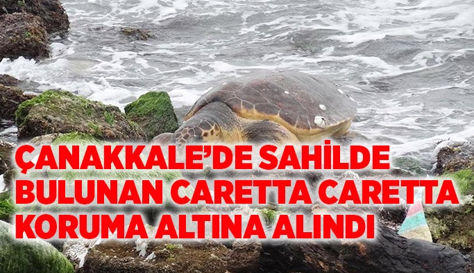 Çanakkale’de sahilde bulunan caretta caretta koruma altına alındı