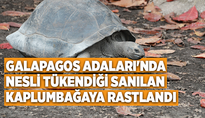 Galapagos Adaları'nda nesli tükendiği sanılan kaplumbağaya rastlandı