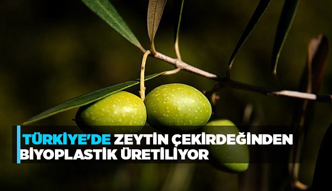 Türkiye'de zeytin çekirdeğinden biyoplastik üretiliyor