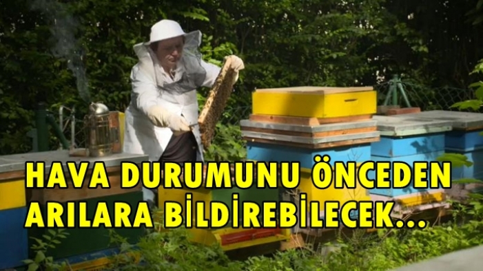 Arıların soyunu tükenmekten robotlar kurtaracak