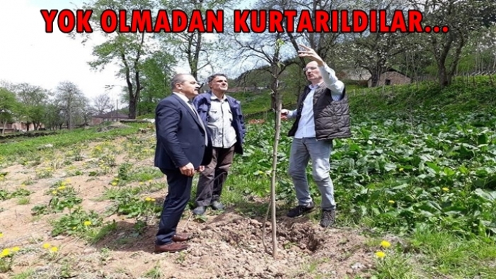 Yok olmadan kurtarıldılar