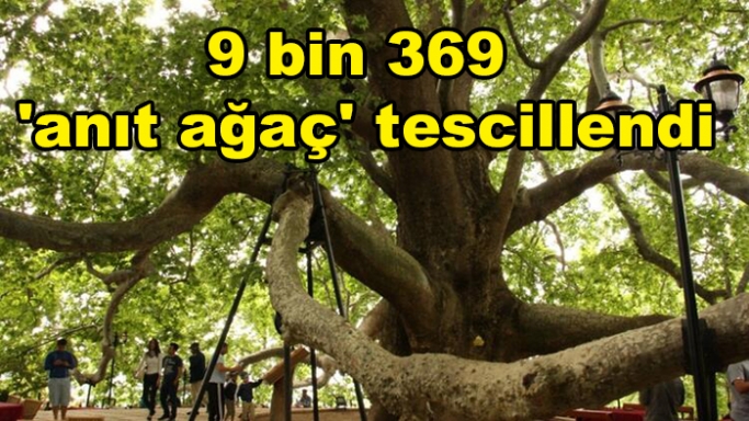 9 bin 369 'anıt ağaç' tescillendi