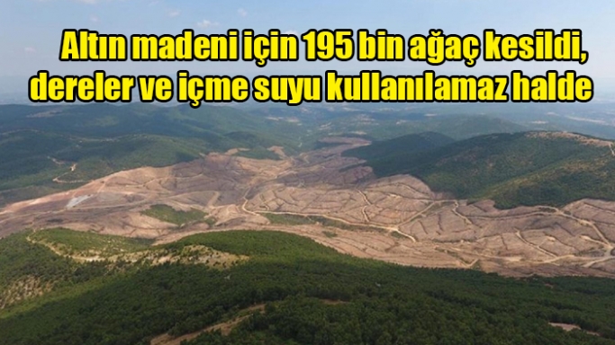 Altın madeni için 195 bin ağaç kesildi, dereler ve içme suyu kullanılamaz halde