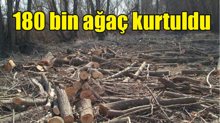 ‘ÇED olumlu’ kararı iptal edildi, 180 bin ağaç kurtuldu