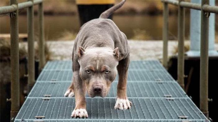 Tehlikeli 4 Köpek ırkını bulunduranlara para cezası