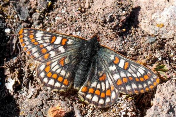 '12 bin yaşındaki' kelebek Ağrı Dağı'nda