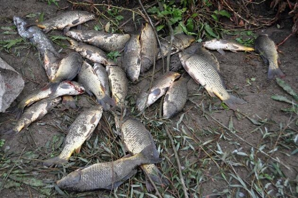 Karabük'teki balık ölümleri Meclis'e taşındı