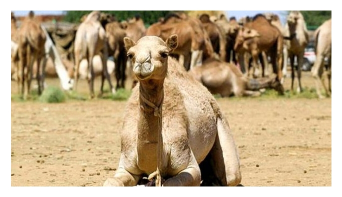 Veterinerlerden Avustralya’daki deve katliamına tepki