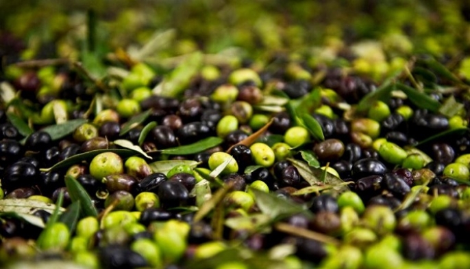 Zeytin posasını ekonomiye kazandırıyorlar