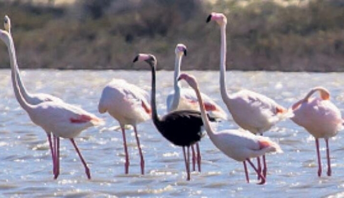 Siyah flamingo tekrardan Türkiye'de