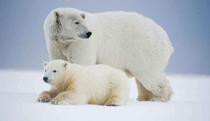 Araştırma: İklim kriziyle mücadele adımları atılsa bile Kuzey Kutbu buzulsuz bir yaz geçirebilir