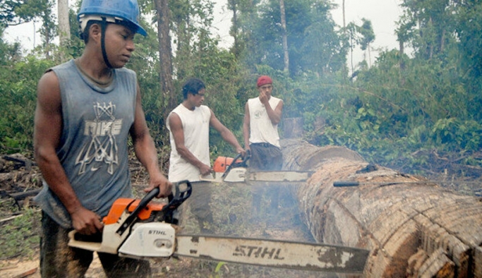 Amazon yağmur ormanlarında yasa dışı kesimler arttı!