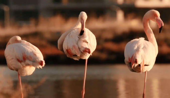 Flamingolara ‘uzaktan’ destek