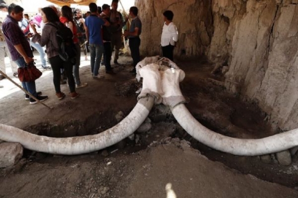Meksika'daki bir inşaatta mamut kalıntıları bulundu