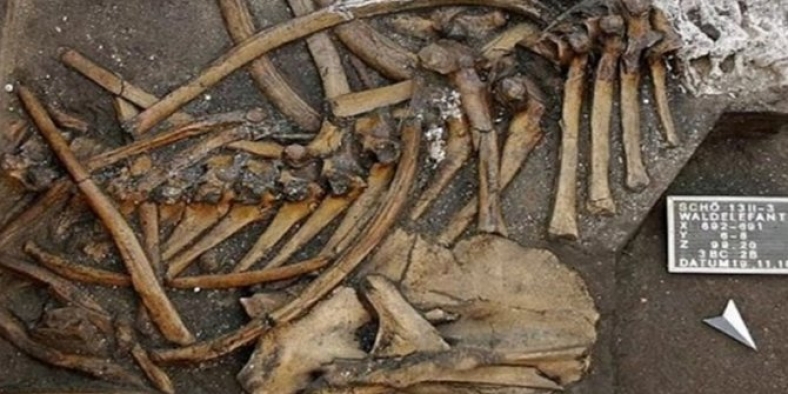 300 bin yıllık eksiksiz fil iskeleti bulundu