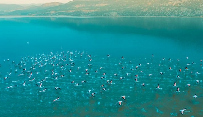 Acıgöl'de binlerce flamingo görüntülendi