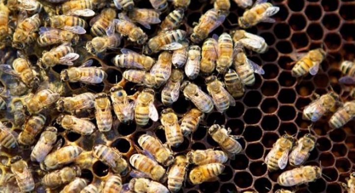 Afyonkarahisar'dan Belçika ve Hollanda'ya polen ihracatı