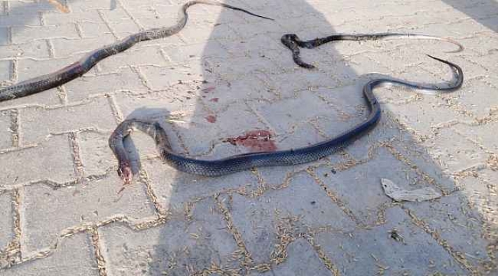 Çiftçi dostu yılanların öldürülmesi fare sayısını arttırıyor