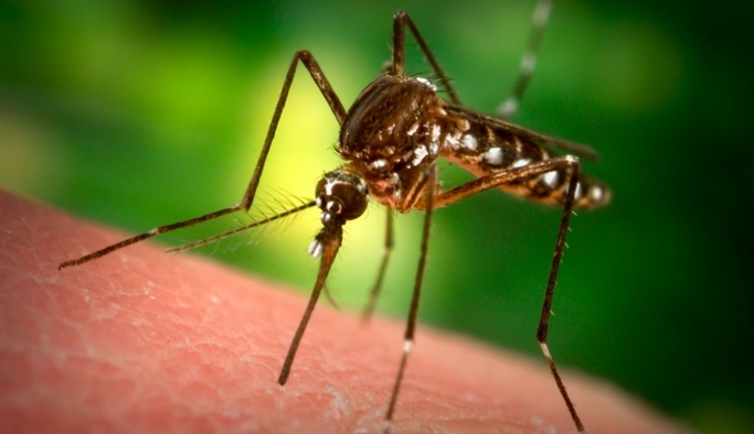 Gen saldırısına uğramış sivrisinekler etrafı saracak