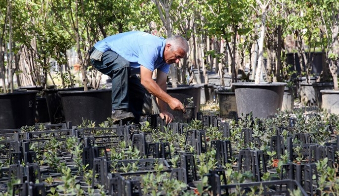 İzmir’in meşe ormanları yeniden yeşeriyor