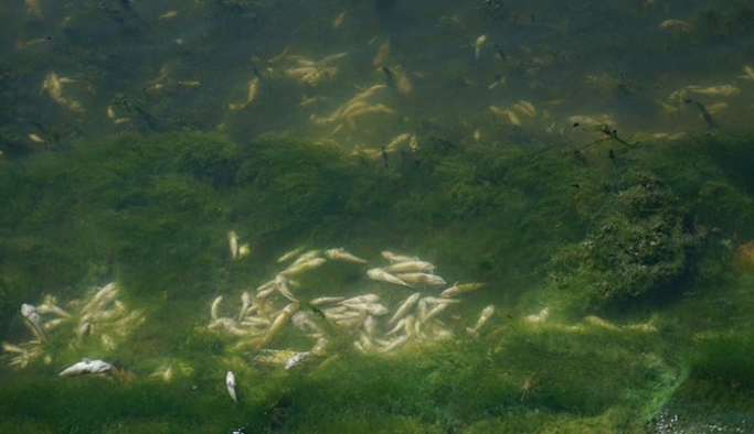 “Küçükçekmece Gölü’ndeki balık ölümleri oksijen eksikliğinden kaynaklanmış olabilir”