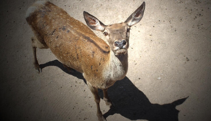 Eskişehir'deki 'kızıl geyik' avı ihalesi ile ilgili flaş gelişme