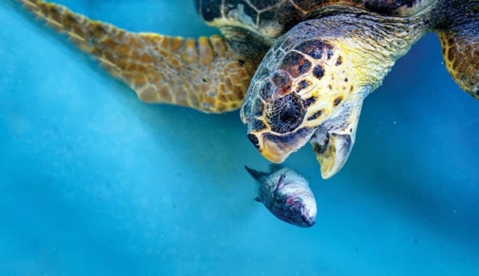 Caretta Caretta'larla küresel ısınmanın izi sürülecek