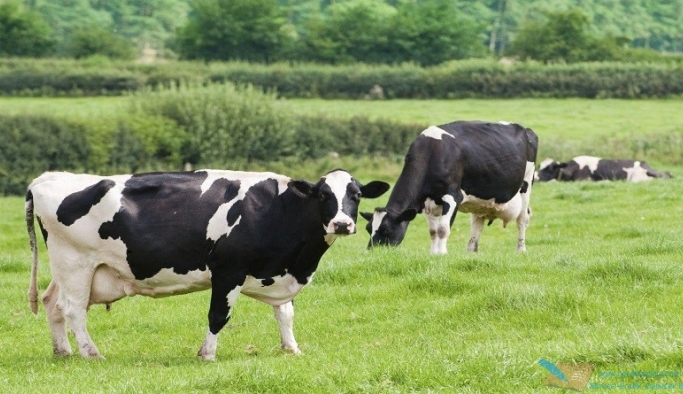 Çimle beslenen ineklerin sütü ‘çevreye’ daha yararlı