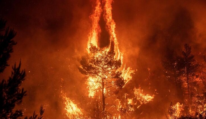 Dünyadaki orman yangınlarının yüzde 75’i insan eliyle çıkarılıyor