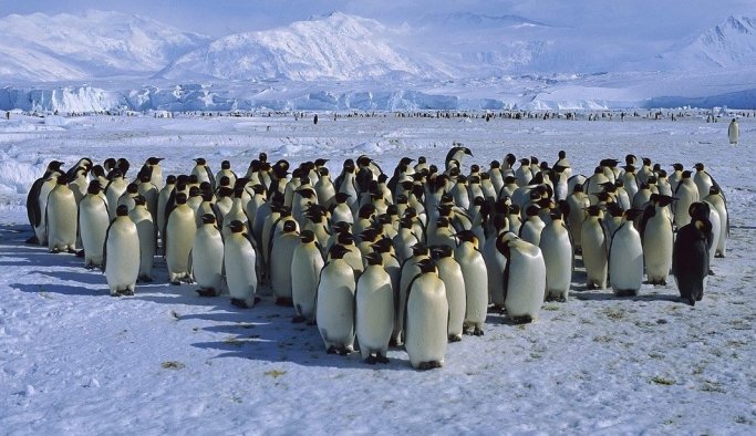 Penguenlerin Antarktika'ya başka yerden geldiği keşfedildi