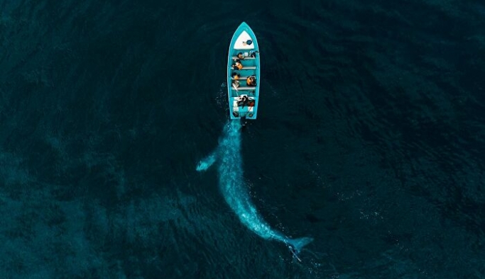 Avustralya’da en büyük kıyıya vurma olayında 70 balina kurtarıldı!