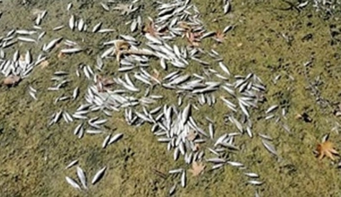 Bartın Irmağı'ndaki balık ölümlerinin sebebi belli oldu