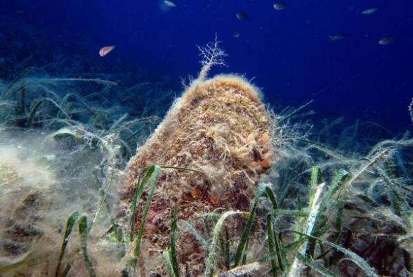 Denizlerin temizleyicisi pinaları öldüren virüs, kıyılarımıza geldi
