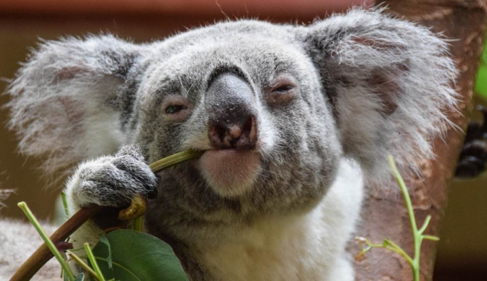"Koala savaşı" eyalet hükümetini ikiye böldü
