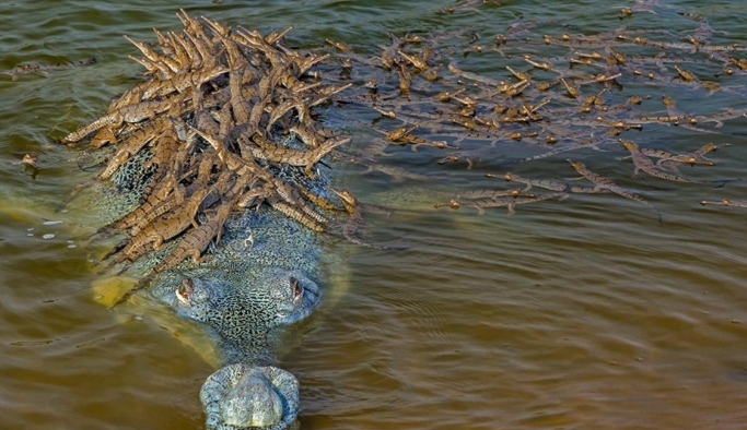 Nesli tükenmekte olan baba timsah 100 yavrusunu sırtında taşıdı