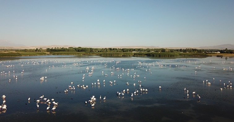 Van'da flamingoların konakladığı alan turizme kazandırılıyor