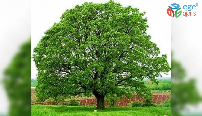 1000 Yıl Yaşayabilen Ağacın Bilinmeyenleri